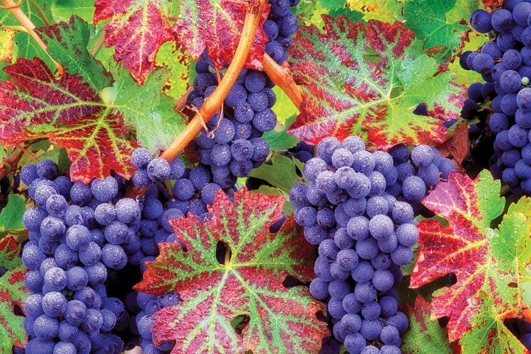 Autumn Grapes