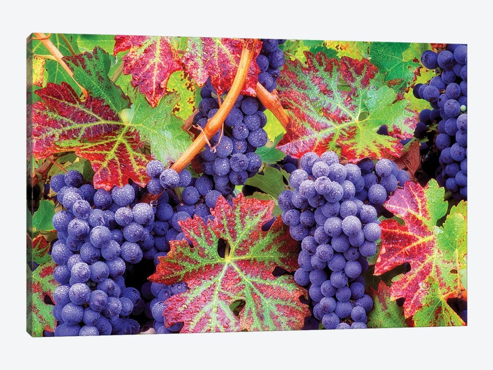 Autumn Grapes by Dennis Frates 1-piece Canvas Print