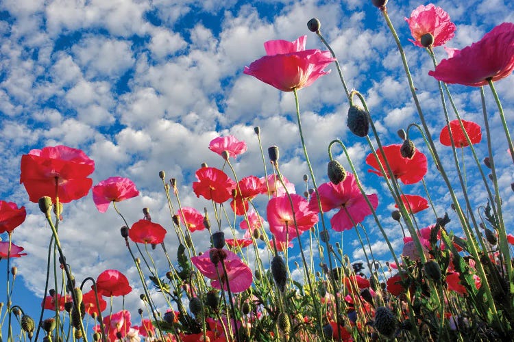 Flower Sky by Dennis Frates wall art