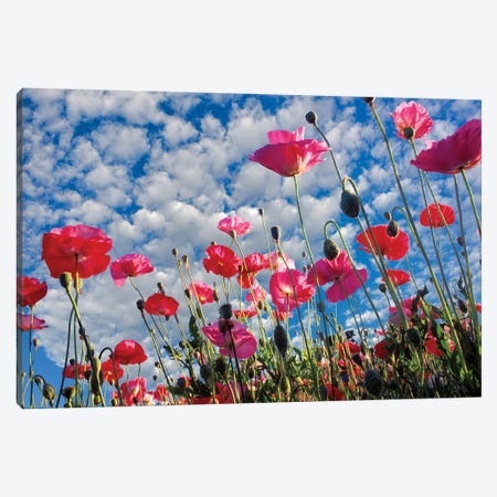 Flower Sky Canvas Print #DEN765} by Dennis Frates Canvas Wall Art