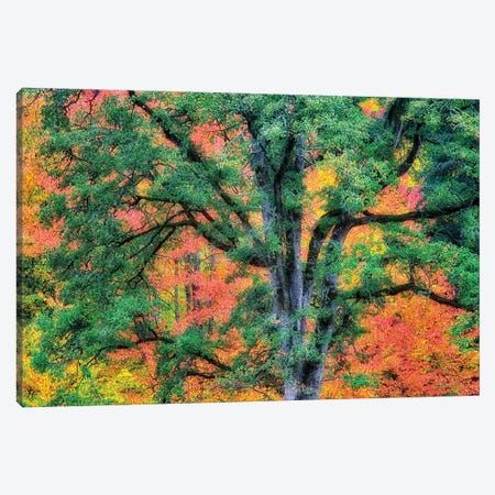 Fall Oak Canvas Print #DEN767} by Dennis Frates Canvas Wall Art
