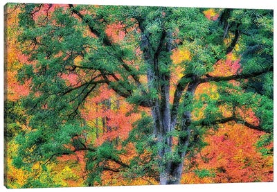 Fall Oak Canvas Art Print - Oak Tree Art
