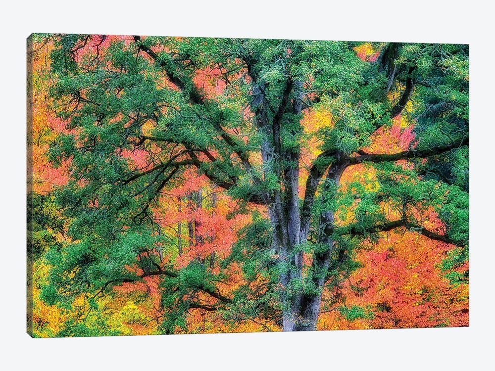 Fall Oak by Dennis Frates 1-piece Canvas Artwork