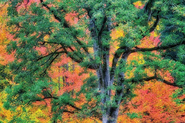 Oak Trees: Fall Oak by Dennis Frates