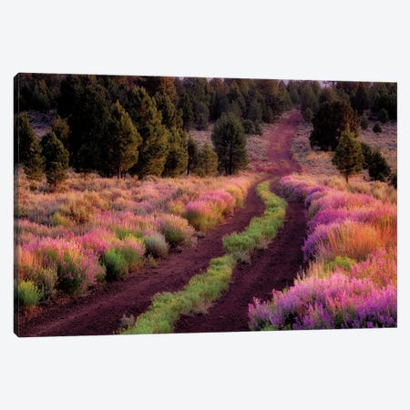 Lupine Lined Road Canvas Print #DEN768} by Dennis Frates Canvas Art Print