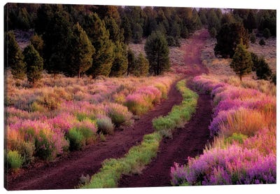 Lupine Lined Road Canvas Art Print - Lupines