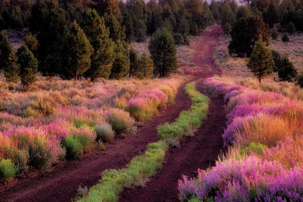 Lupines: Lupine Lined Road by Dennis Frates