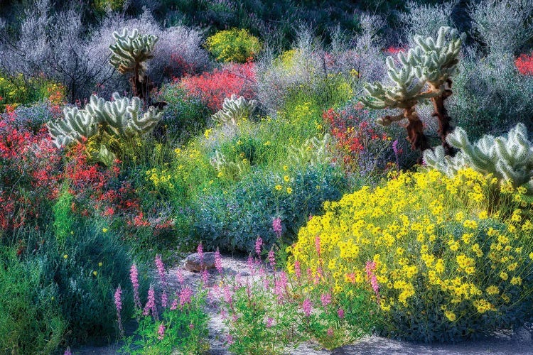 Borrego Wildflowers