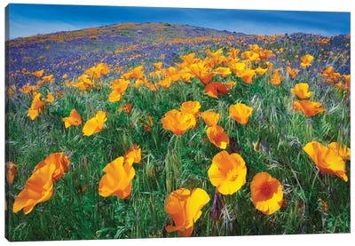 California Poppies II Canvas Art Print - Dennis Frates