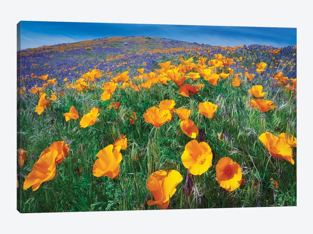 California Poppies II by Dennis Frates 1-piece Canvas Art