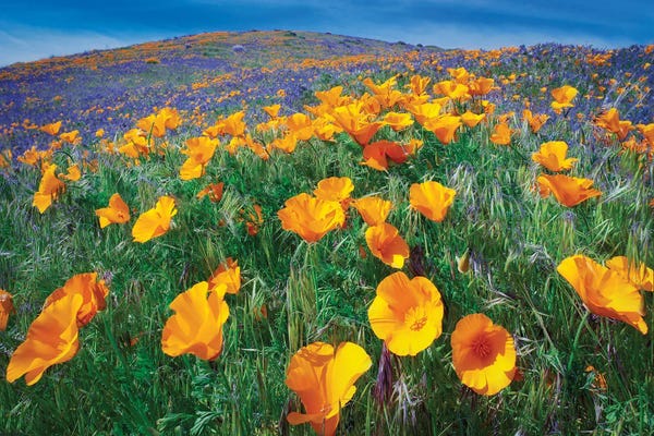 Poppies: California Poppies II by Dennis Frates