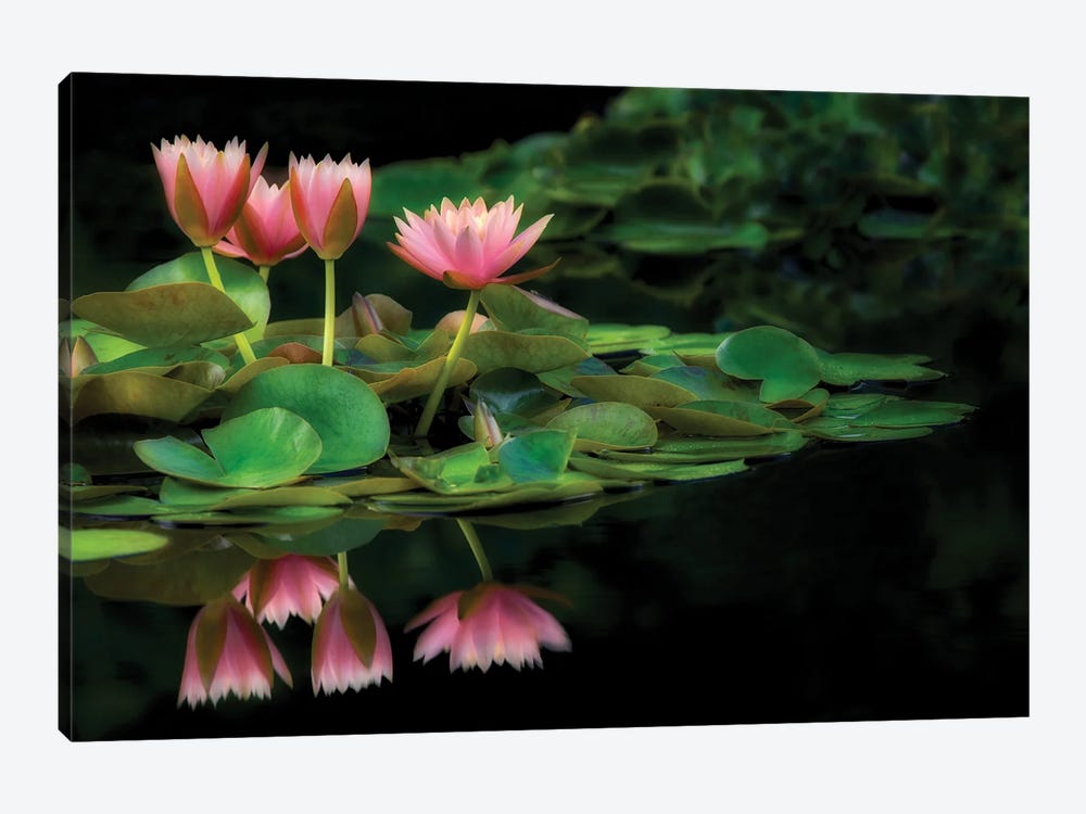 Lily Reflection by Dennis Frates 1-piece Canvas Art Print