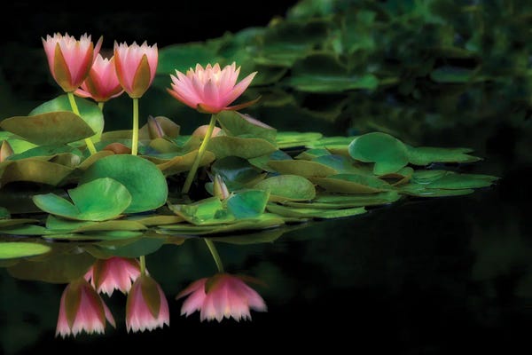 Water Lilies: Lily Reflection by Dennis Frates