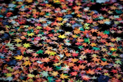 Autumn Maple Leaves by Dennis Frates metal wall art
