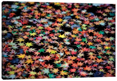 Autumn Maple Leaves Canvas Art Print - Maple Tree Art