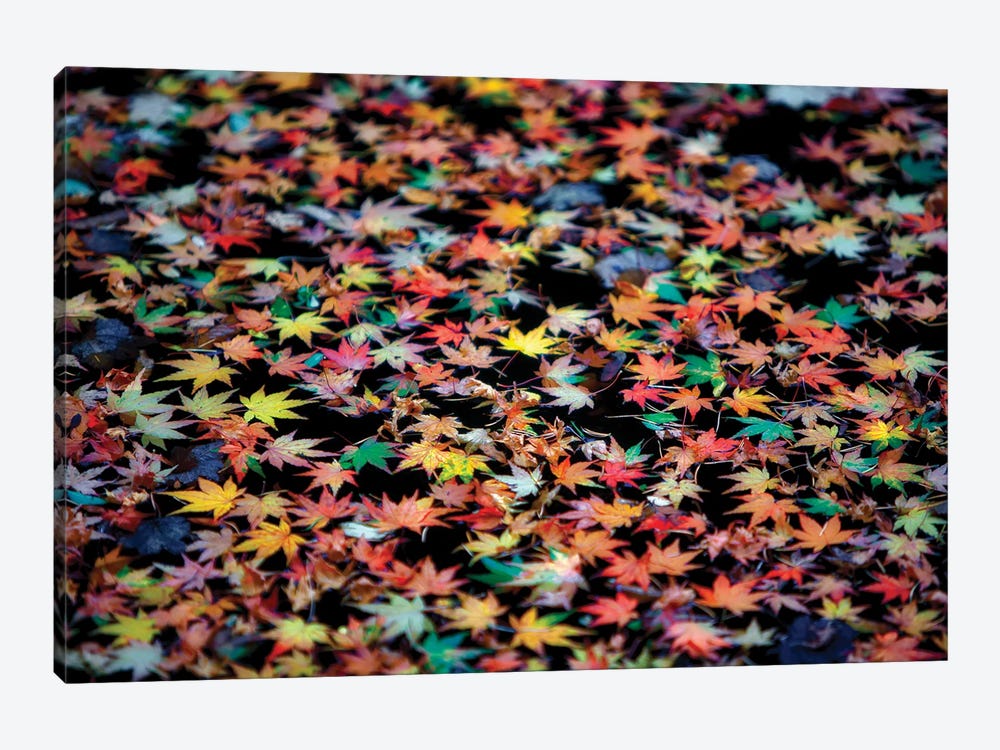 Autumn Maple Leaves by Dennis Frates 1-piece Canvas Wall Art