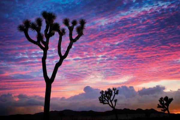 Joshua Tree National Park: Joshua Sunset by Dennis Frates