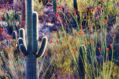 Desert Bloom II by Dennis Frates canvas print