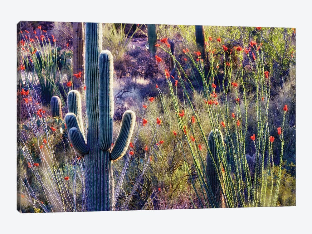 Desert Bloom II by Dennis Frates 1-piece Canvas Artwork