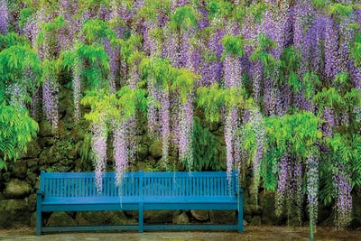 Wisteria Bench by Dennis Frates canvas print