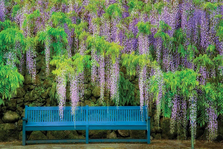 Wisteria Bench