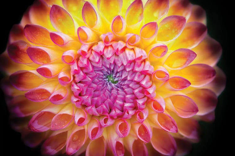 Dahlia Bloom