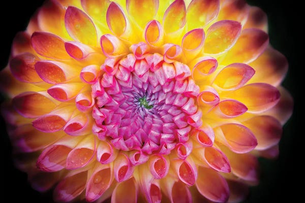 Macro Photography: Dahlia Bloom by Dennis Frates