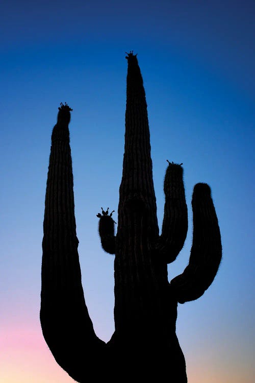 Cactus Silhouette by Dennis Frates wall art