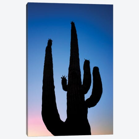 Cactus Silhouette Canvas Print #DEN789} by Dennis Frates Canvas Print