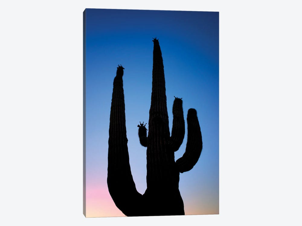 Cactus Silhouette by Dennis Frates 1-piece Canvas Artwork