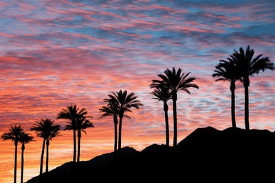 Palm Sunset IV by Dennis Frates canvas print