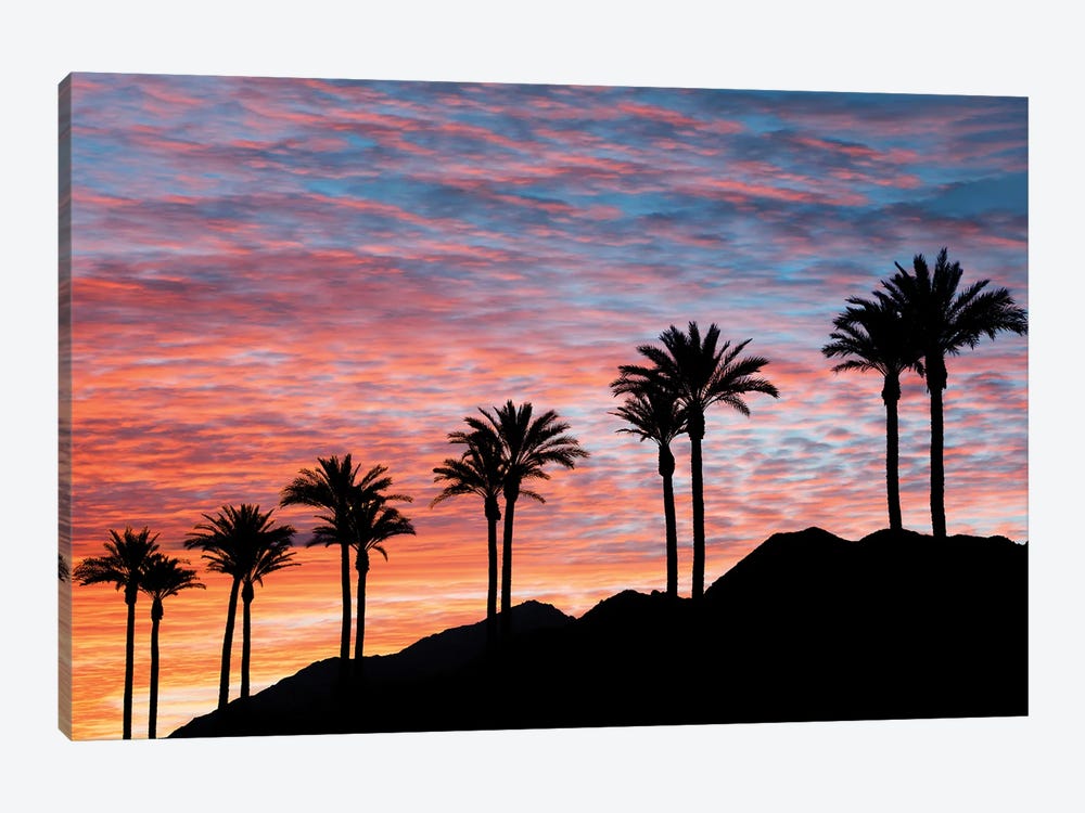 Palm Sunset IV by Dennis Frates 1-piece Canvas Print