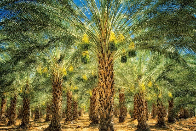 Date Palm Fruit by Dennis Frates wall art
