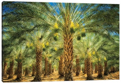 Date Palm Fruit Canvas Art Print - Palm Tree Art