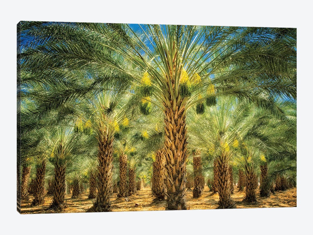 Date Palm Fruit by Dennis Frates 1-piece Canvas Print