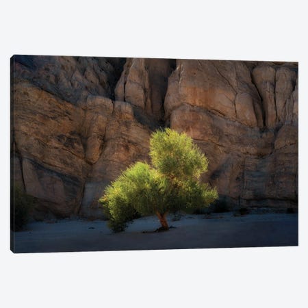 Lone Canyon Tree Canvas Print #DEN798} by Dennis Frates Canvas Art
