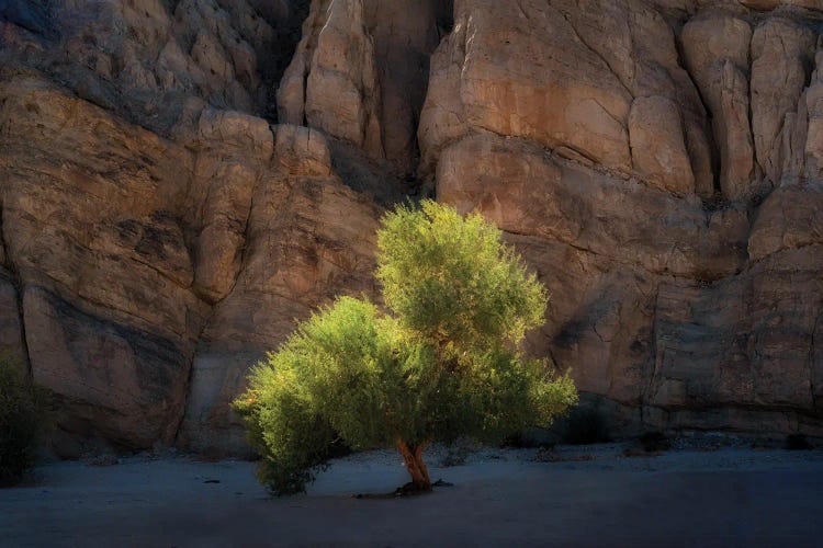 Lone Canyon Tree by Dennis Frates wall art