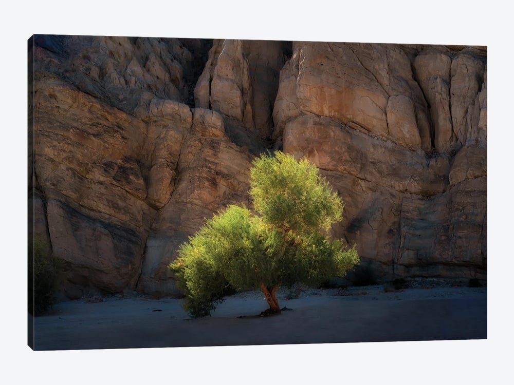 Lone Canyon Tree by Dennis Frates 1-piece Canvas Artwork