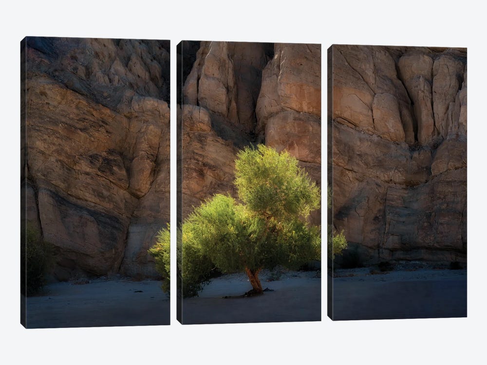 Lone Canyon Tree by Dennis Frates 3-piece Canvas Art