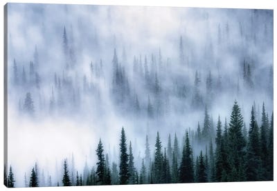 Foggy Forest Canvas Art Print - Mist & Fog Art