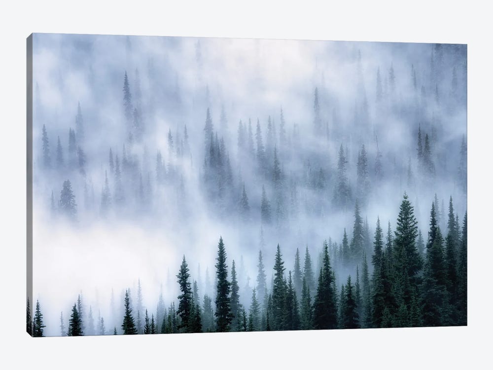 Foggy Forest by Dennis Frates 1-piece Canvas Art Print