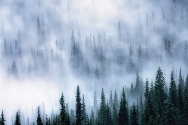 Mist & Fog: Foggy Forest by Dennis Frates