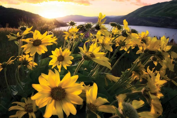 South Carolina: Columbia Flora by Dennis Frates