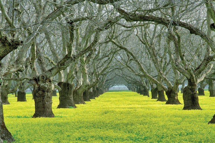 Walnut Orchard
