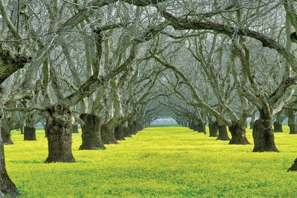 Walnut Orchard