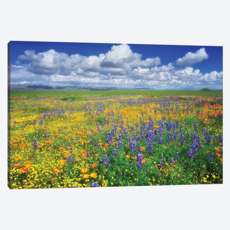 Carrizzo Wildflowers Canvas Print #DEN804} by Dennis Frates Art Print