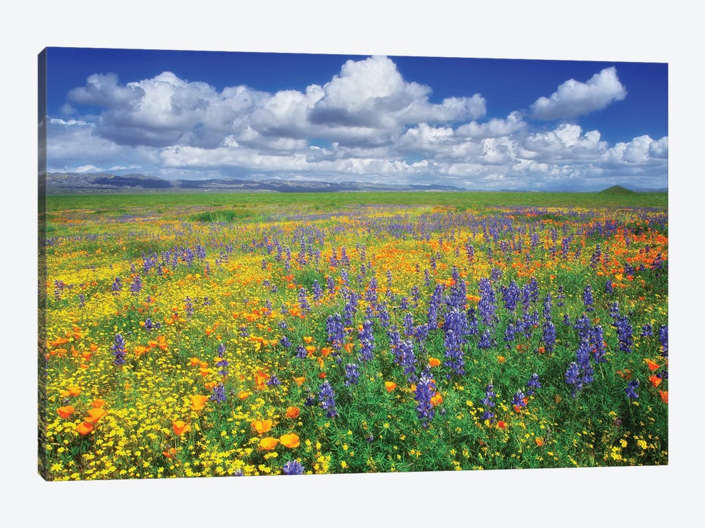 Carrizzo Wildflowers by Dennis Frates 1-piece Art Print