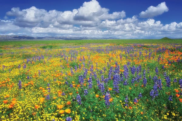 Wildflowers: Carrizzo Wildflowers by Dennis Frates