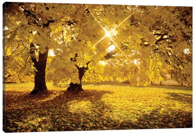 Maple Sunrise Canvas Art Print - Maple Tree Art