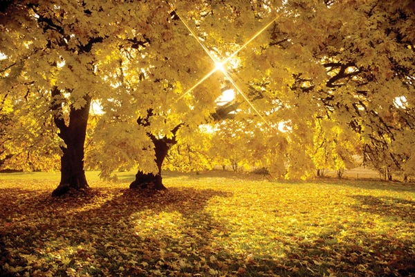 Maple Trees: Maple Sunrise by Dennis Frates